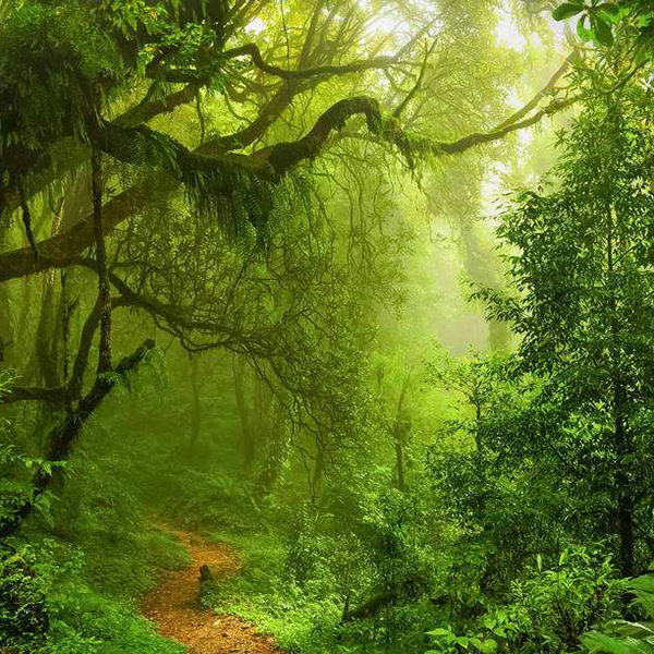 Pot fi purtate cizme de junglă doar &icirc;n junglă?